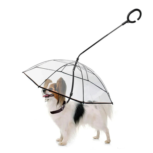 10 Must-Have Pet Accessories Every Pet Owner Should Own in 2026